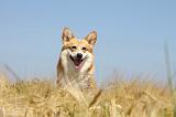 CORGI PEMBROKE 711